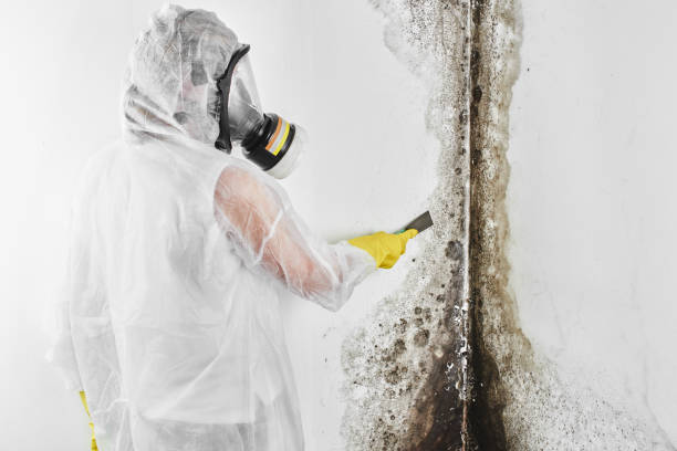 Best Mold Removal and Inspection  in Thornton, CO