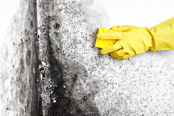 Home Mold Removal in Thornton, CO