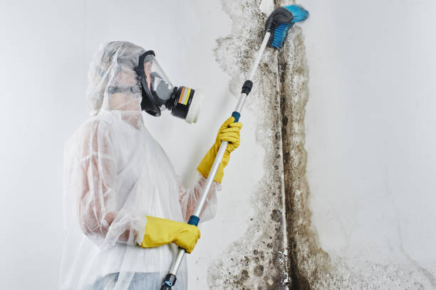 Mold Removal Process in Thornton, CO