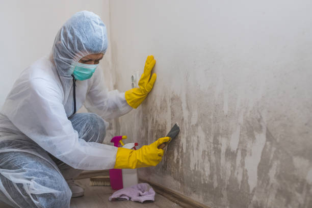 Attic Mold Removal in Thornton, CO