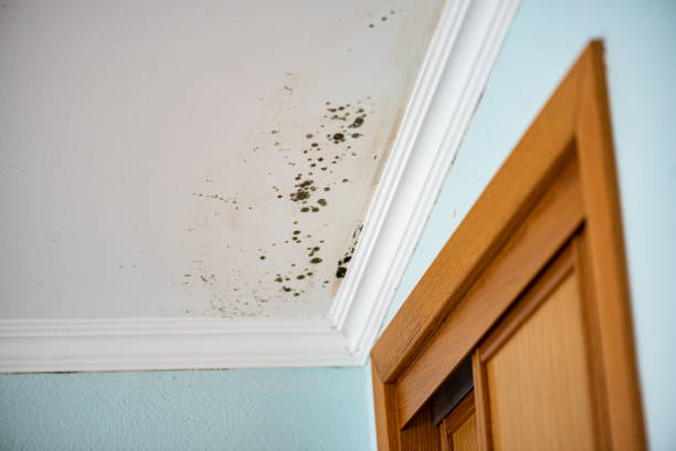 Best Office Mold Removal Services  in Thornton, CO