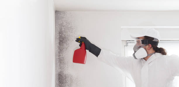 Best Mold Cleaning Services  in Thornton, CO