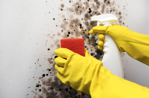 Best Local Mold Removal Service  in Thornton, CO