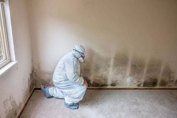 Best Mold Testing  in Thornton, CO