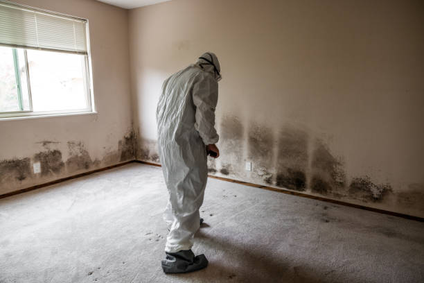 Best Office Mold Removal Services  in Thornton, CO