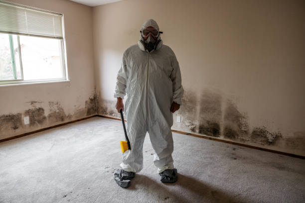 Best Certified Mold Removal  in Thornton, CO