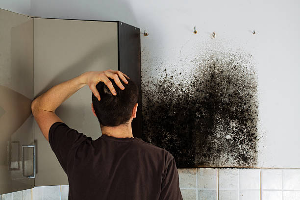 Best Mold Remediation Services  in Thornton, CO