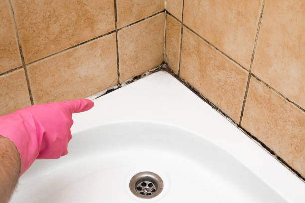 Best Local Mold Removal Service  in Thornton, CO